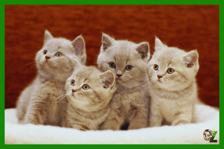 Międzynarodowa Federacja Felinologiczna FIFE