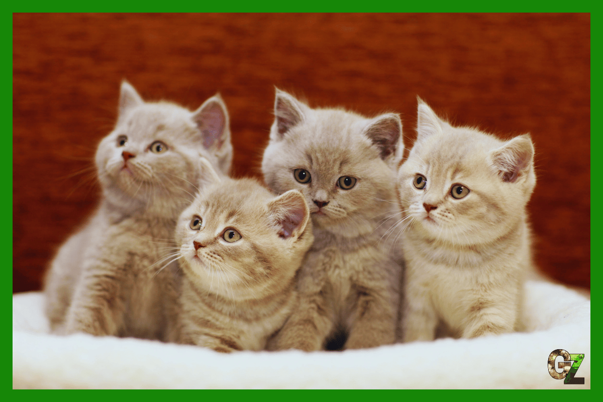 Międzynarodowa Federacja Felinologiczna FIFE