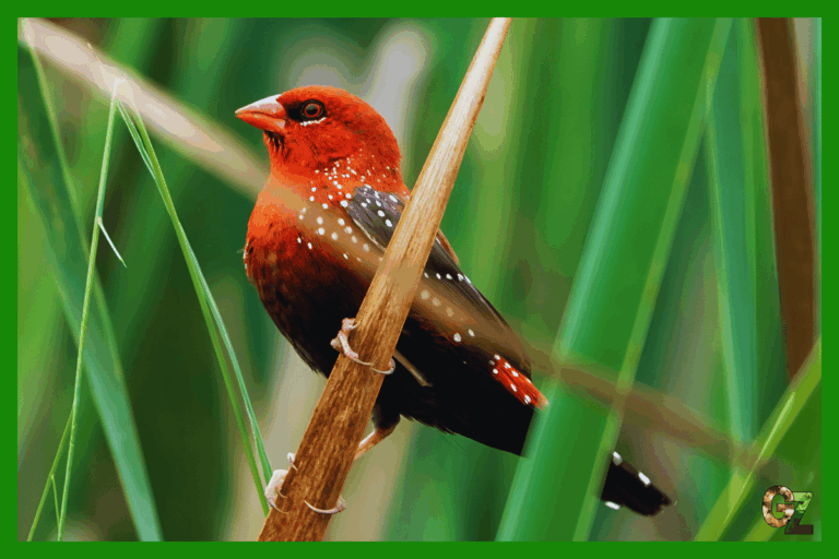 Opieka nad bengalikiem czerwonym