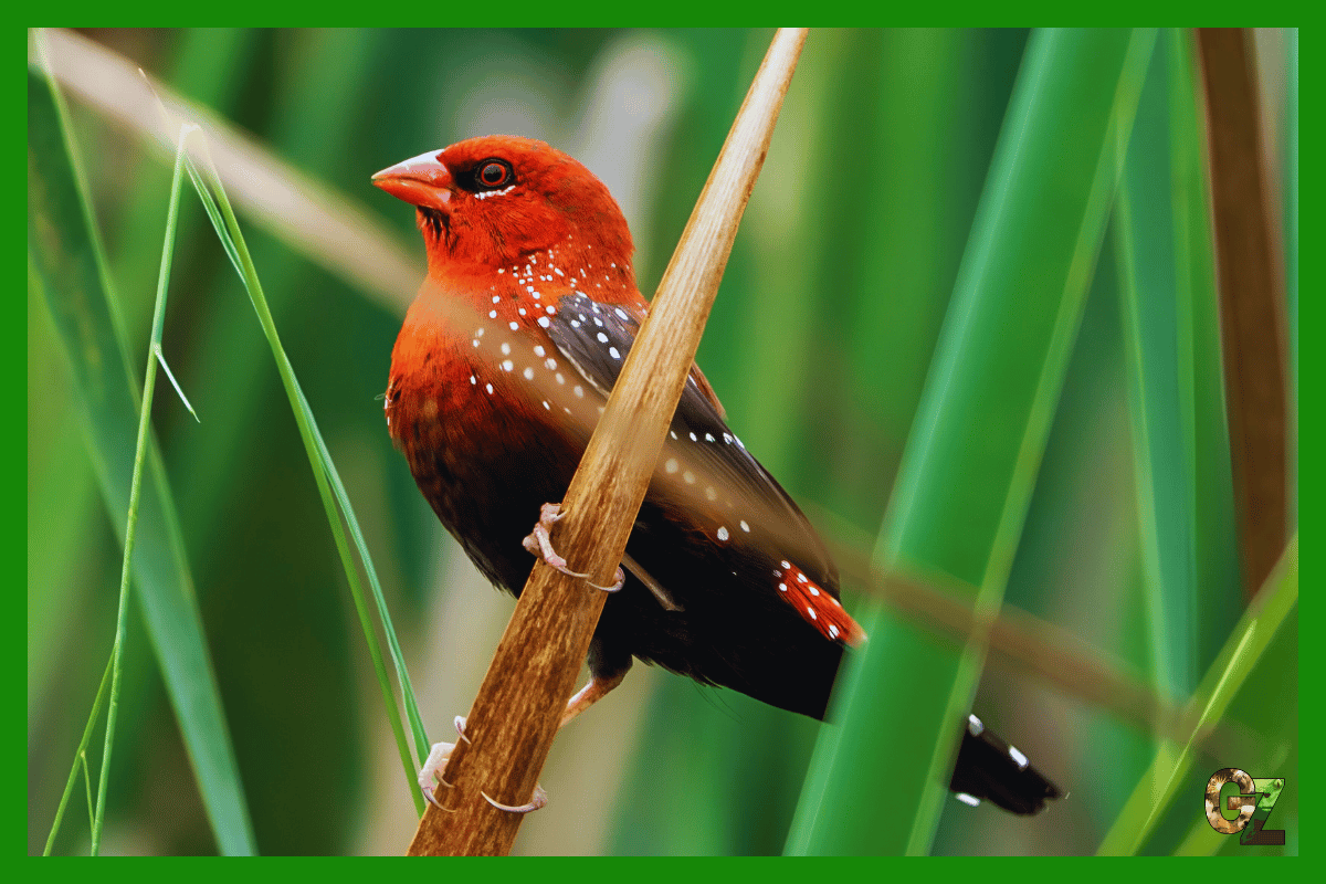 Opieka nad bengalikiem czerwonym