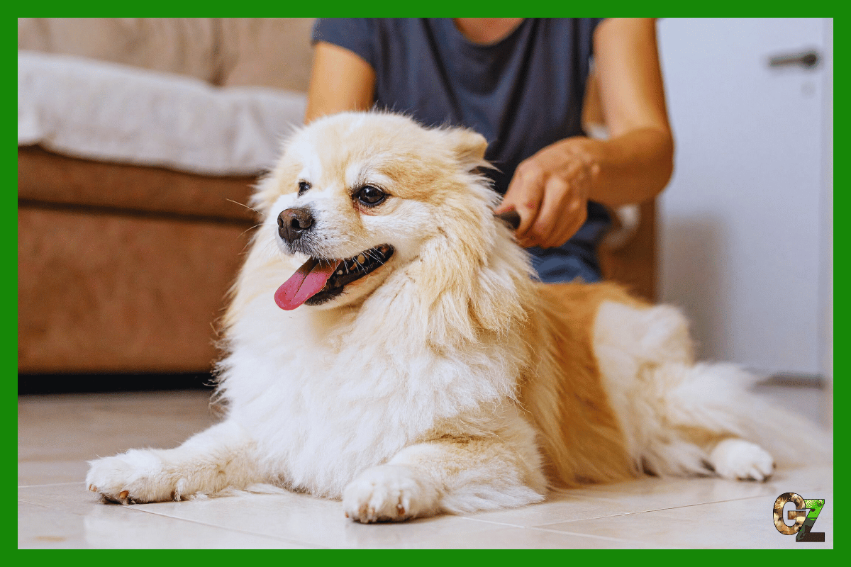 Pielęgnacja sierści psa