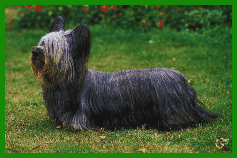 Skye terrier