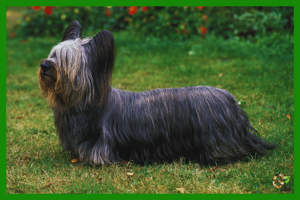 Skye terrier