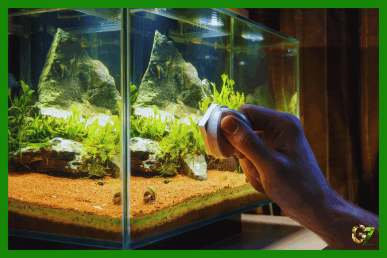 Sprzątanie akwarium