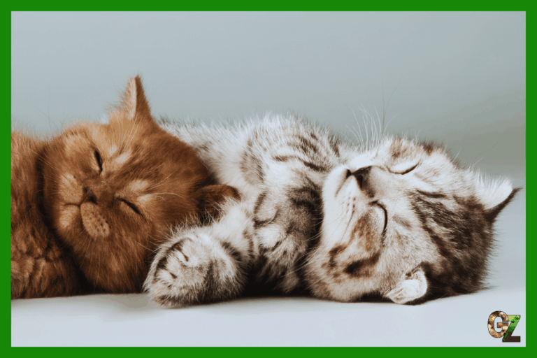 Wybór kociaka z miotu