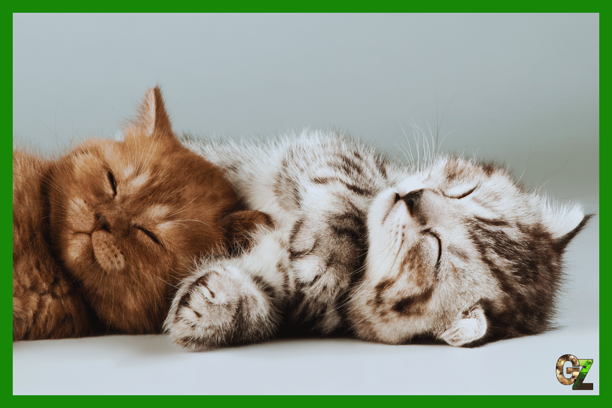 Wybór kociaka z miotu