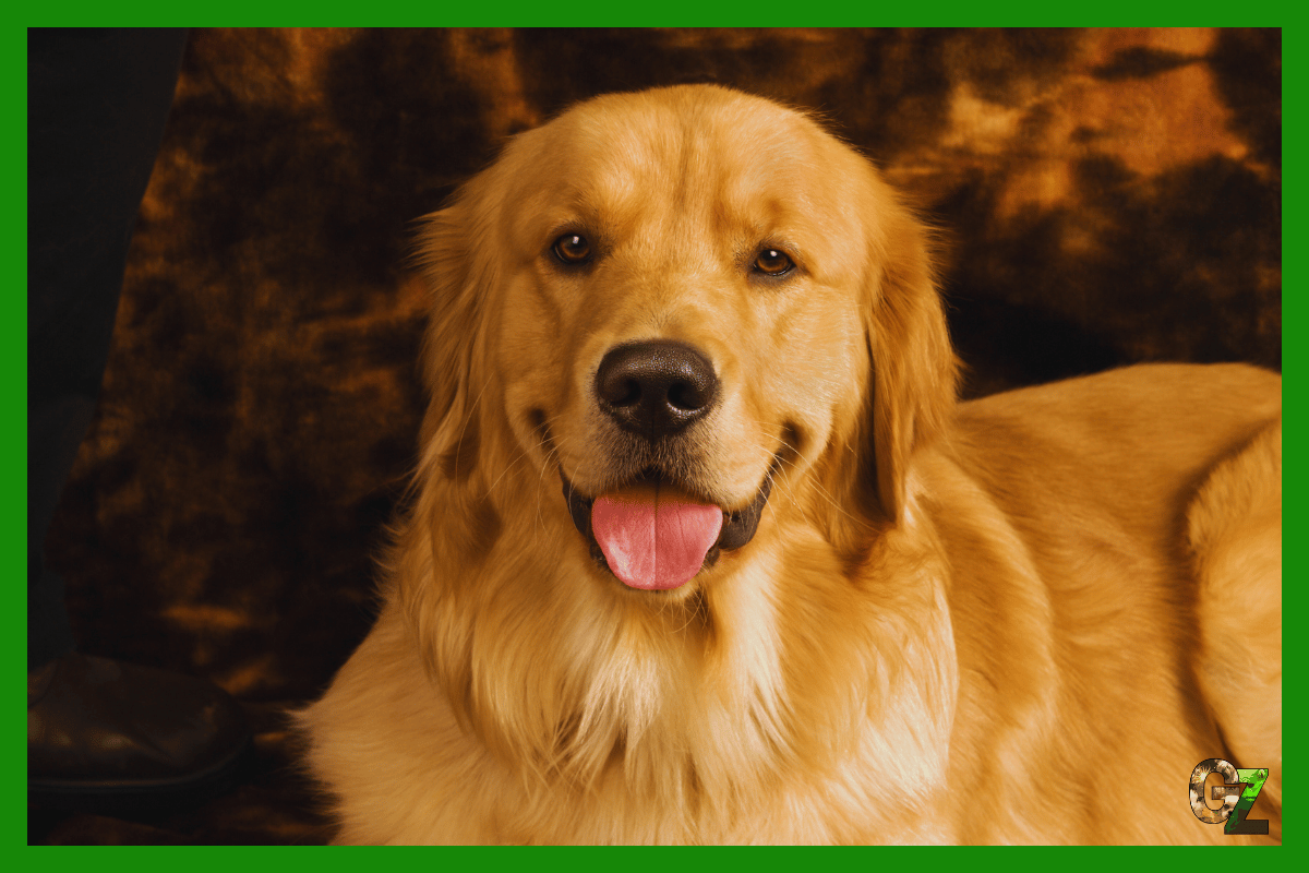 Zdrowie goldena retrievera