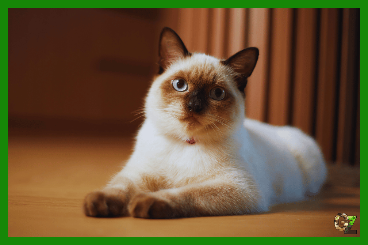 Zdrowie kota syjamskiego