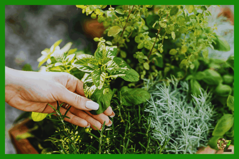 Ziołolecznictwo w akwarystyce