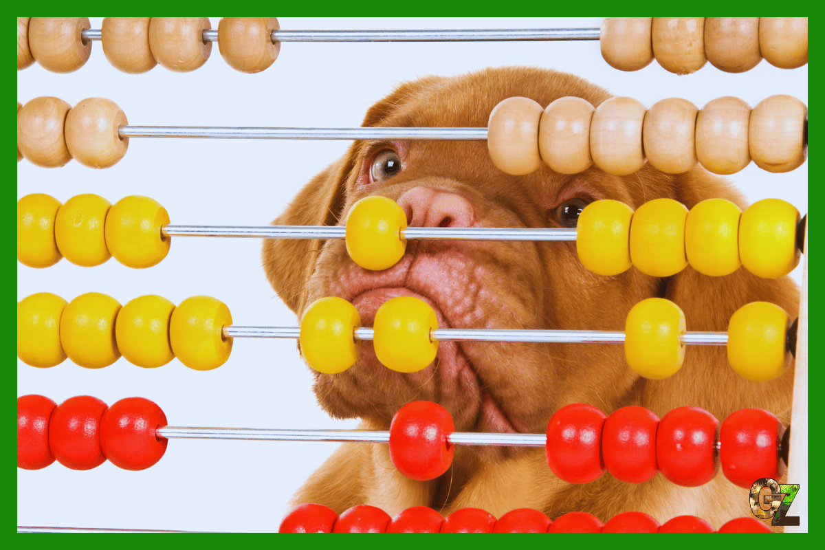 Zwierzęta potrafią liczyć