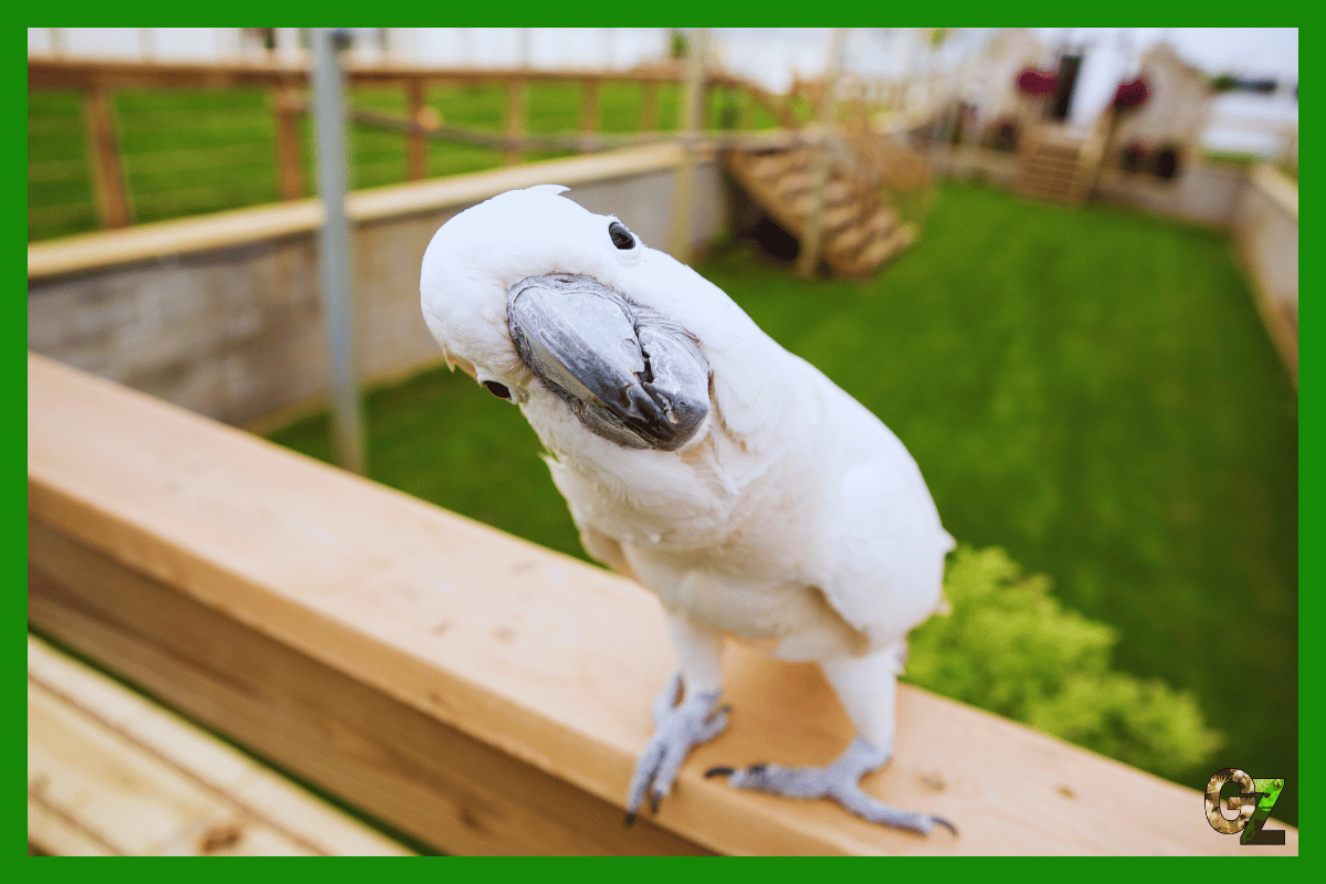 Żywienie i zdrowie kakadu