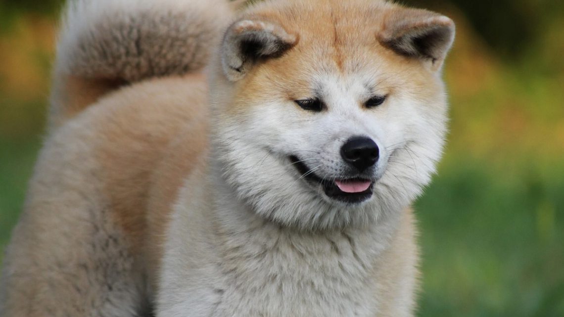 Akita Akita