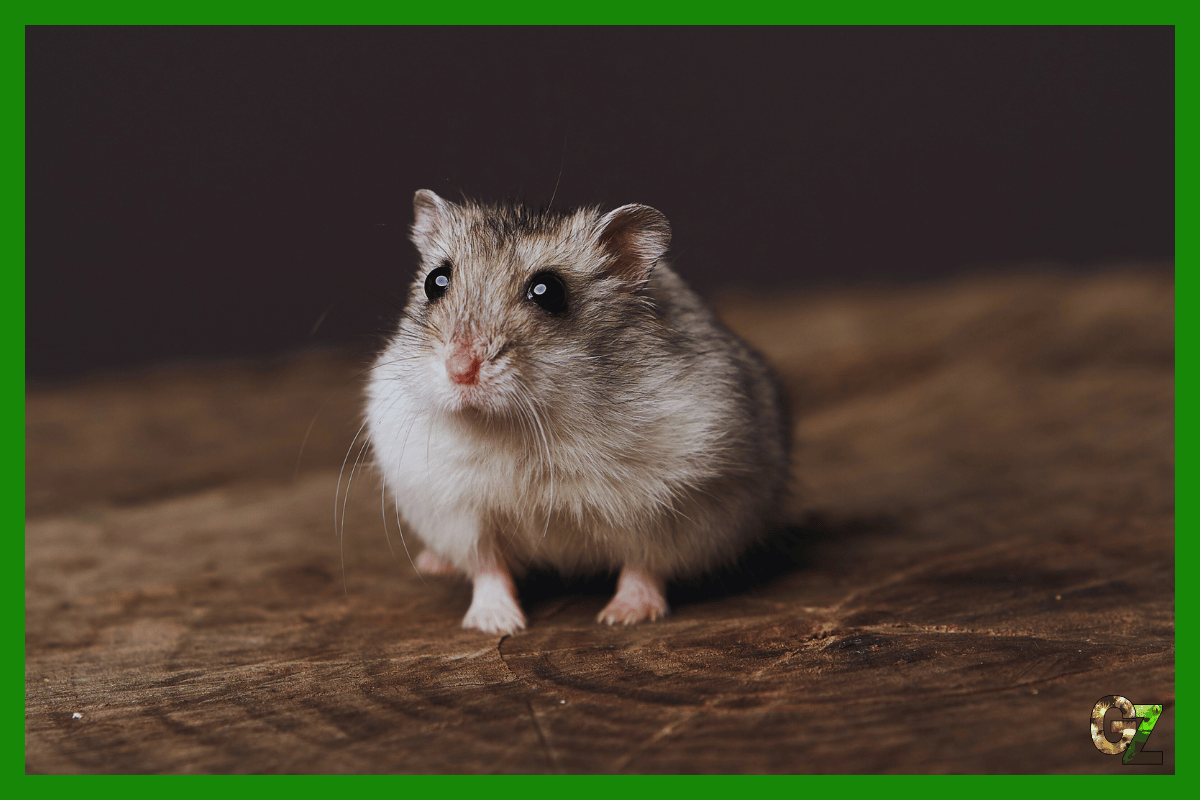 Chomiczak pręgowany