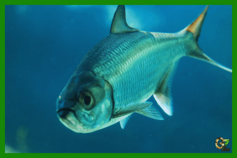 Choroby pasożytnicze ryb akwariowych