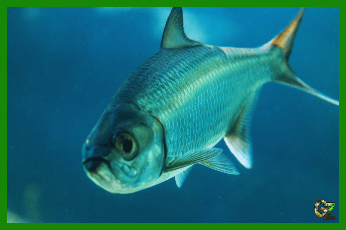 Choroby pasożytnicze ryb akwariowych