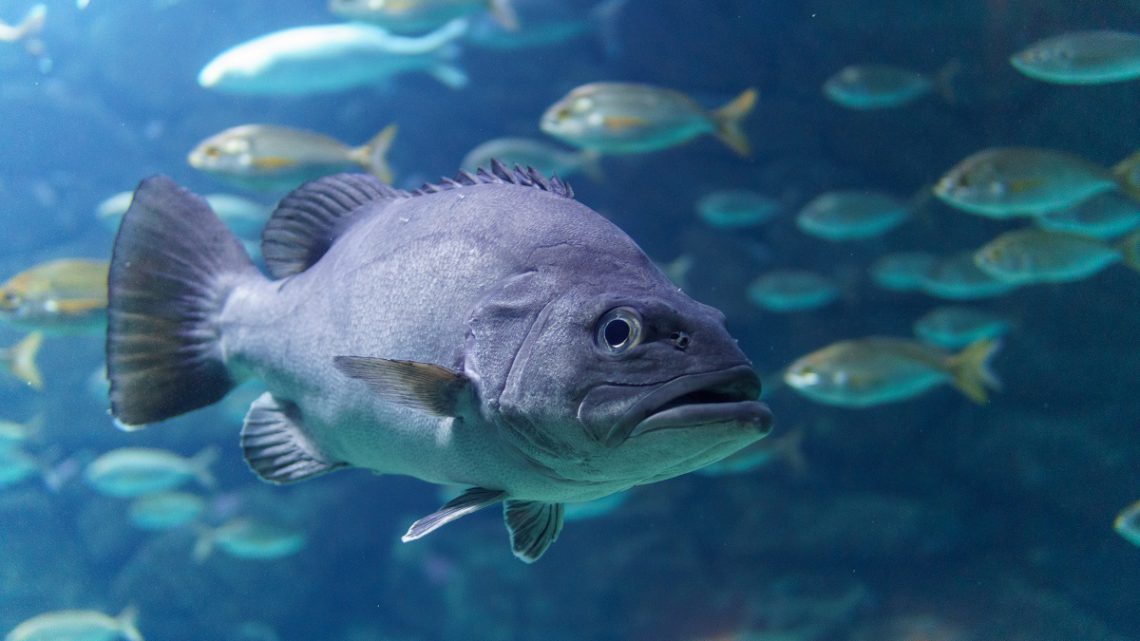 Choroby pasożytnicze ryb akwariowych