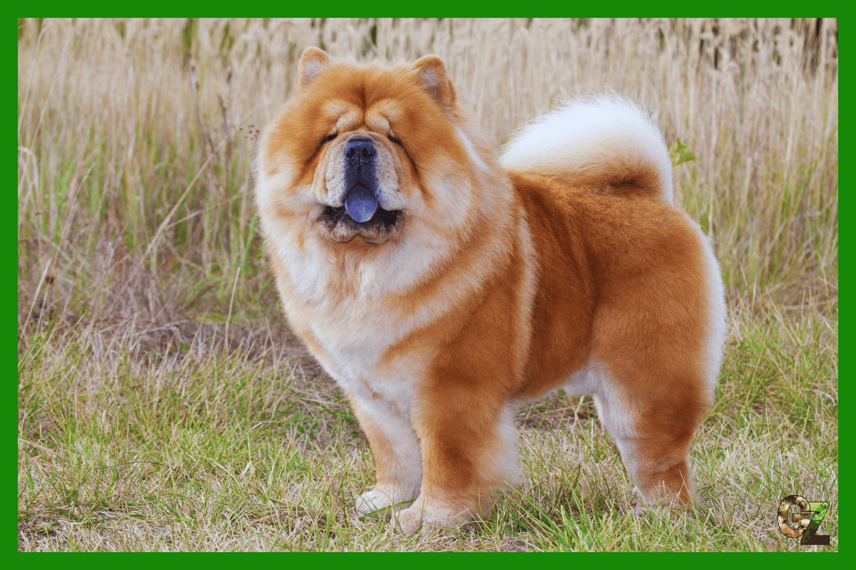 Chow chow