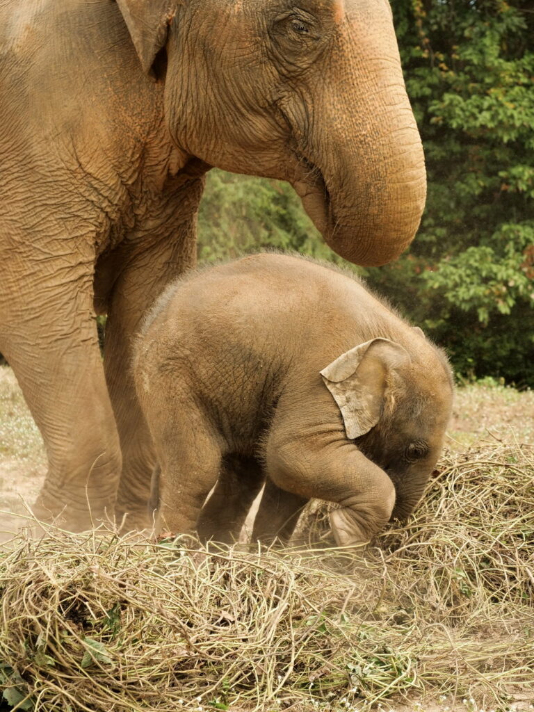 Empatia słoni