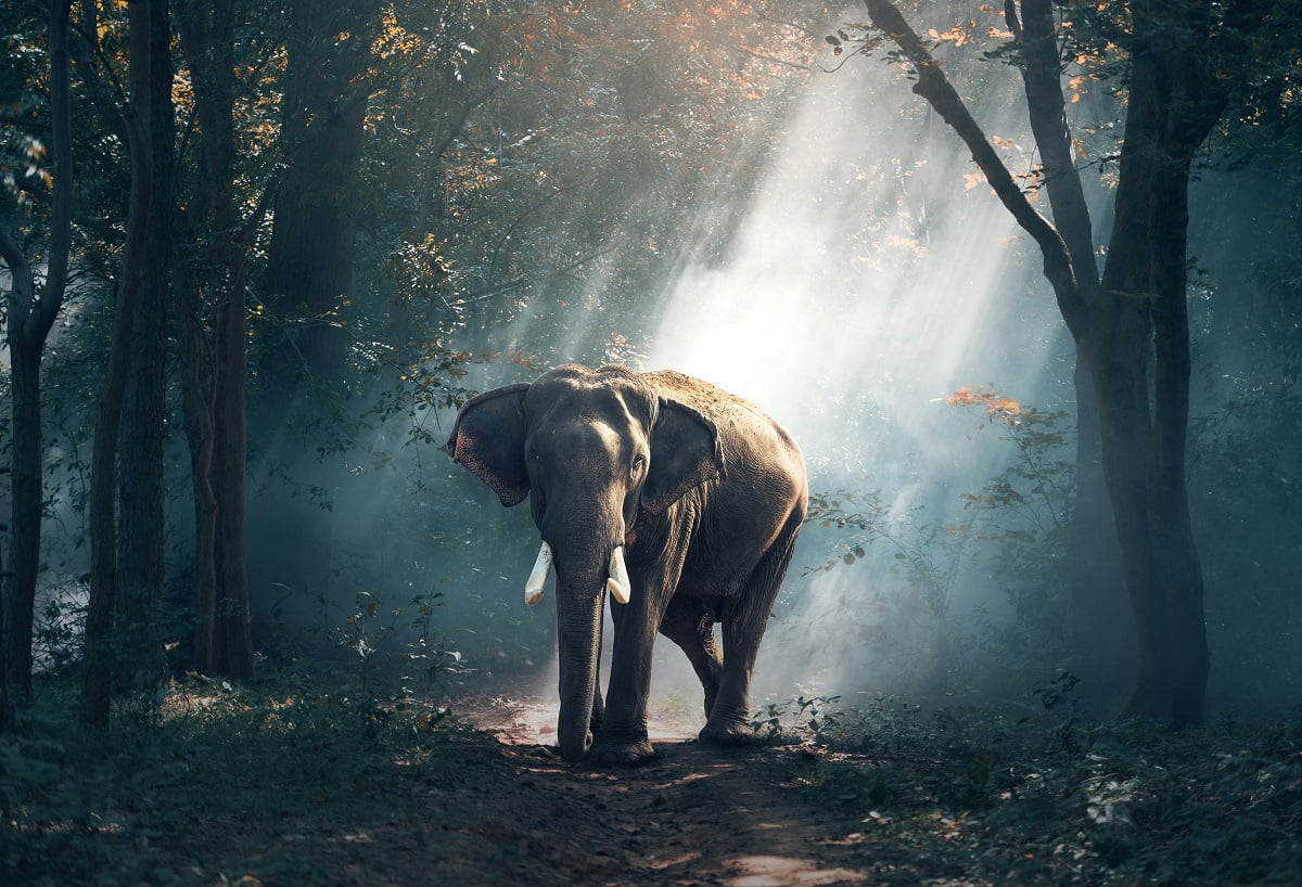 Empatia słoni