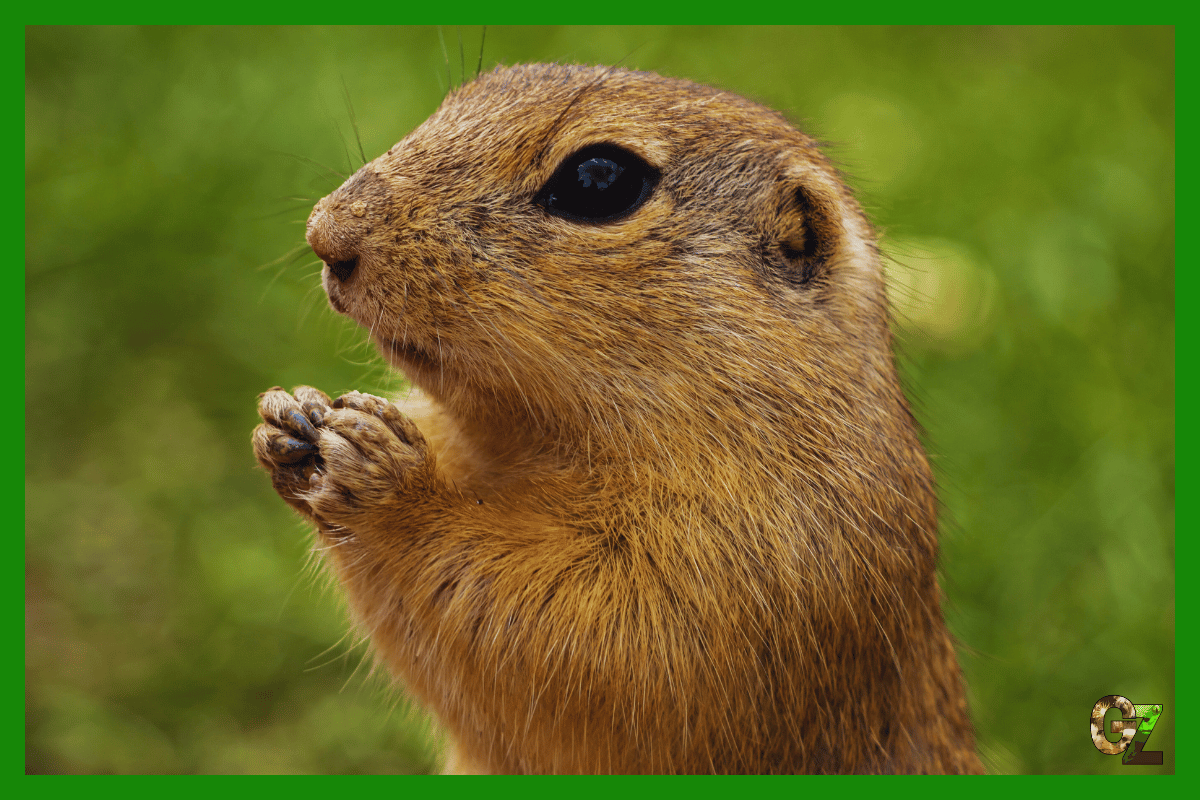 Opieka nad susłogonem preriowym