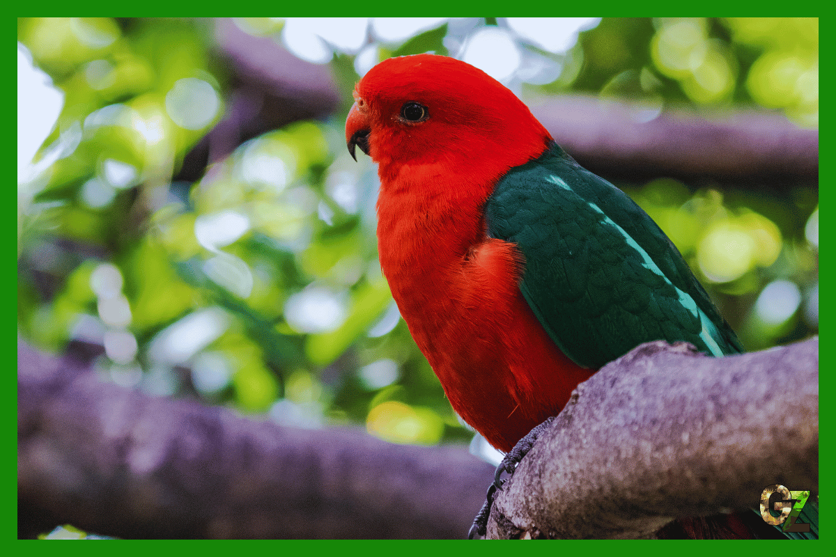 Opieka nad szkarłatką królewską