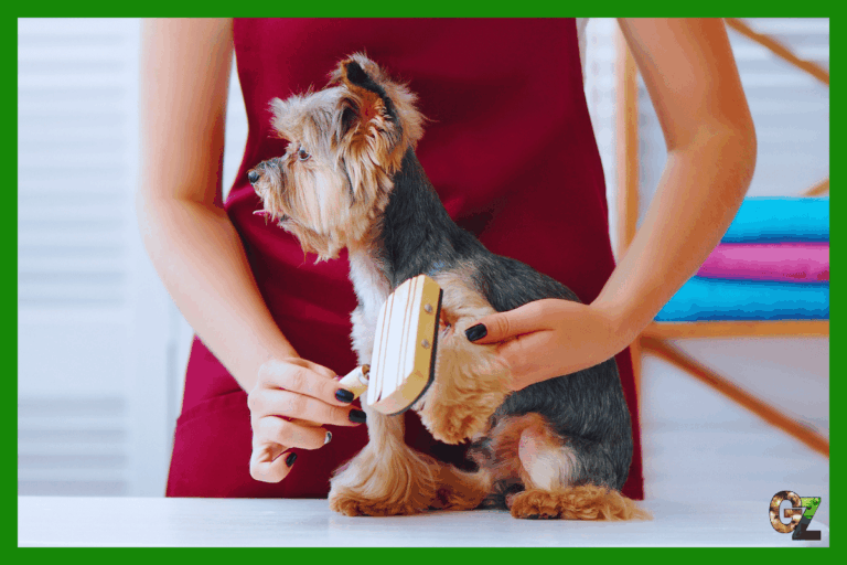 Pielęgnacja psich włosów