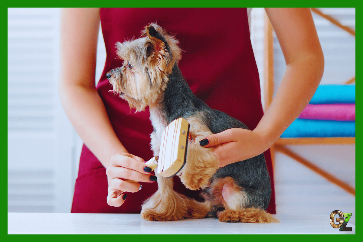 Pielęgnacja psich włosów