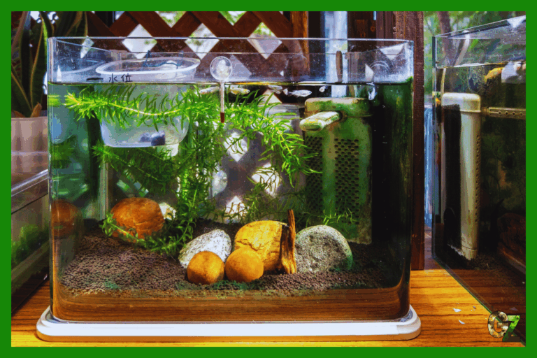 Przygotowanie akwarium do urlopu