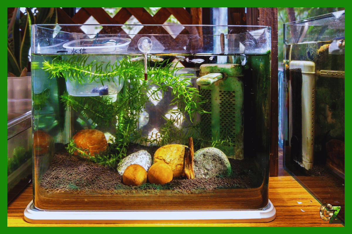 Przygotowanie akwarium do urlopu