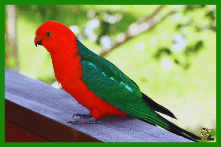 Szkarłatka królewska