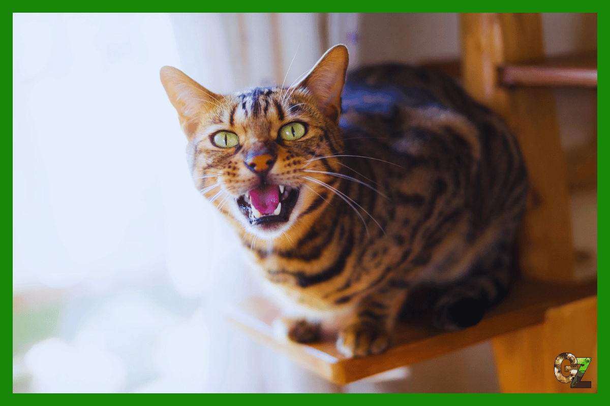 Zdrowie kota bengalskiego