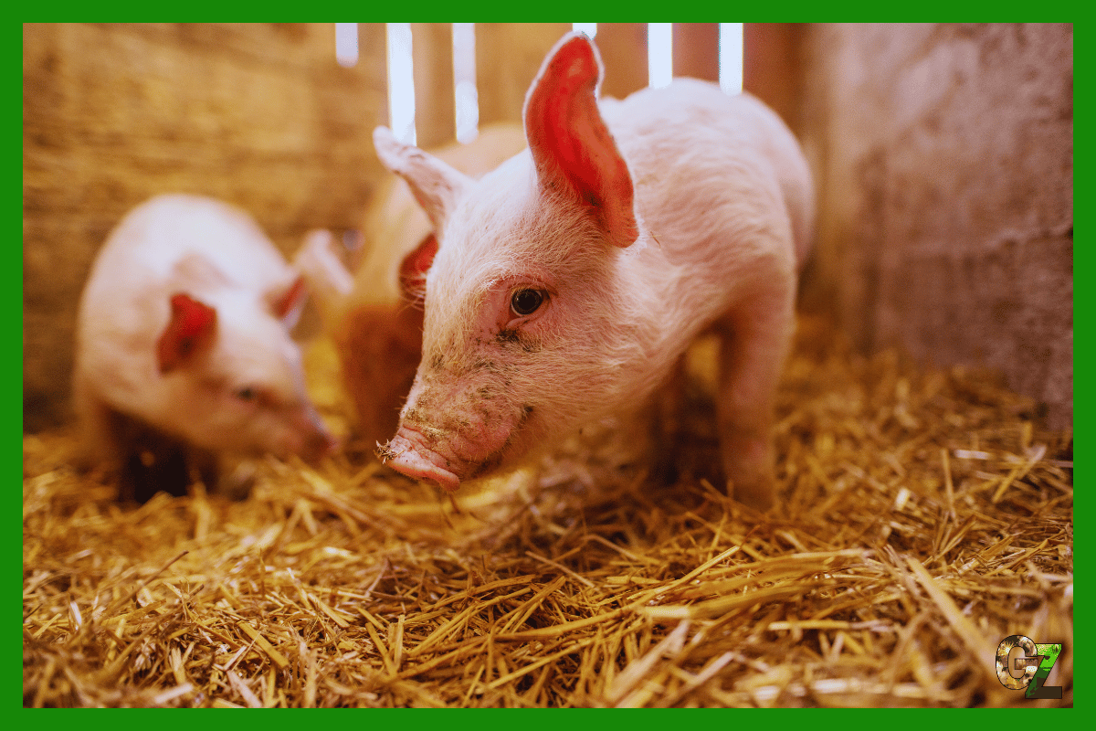 Zwierzęta gospodarskie