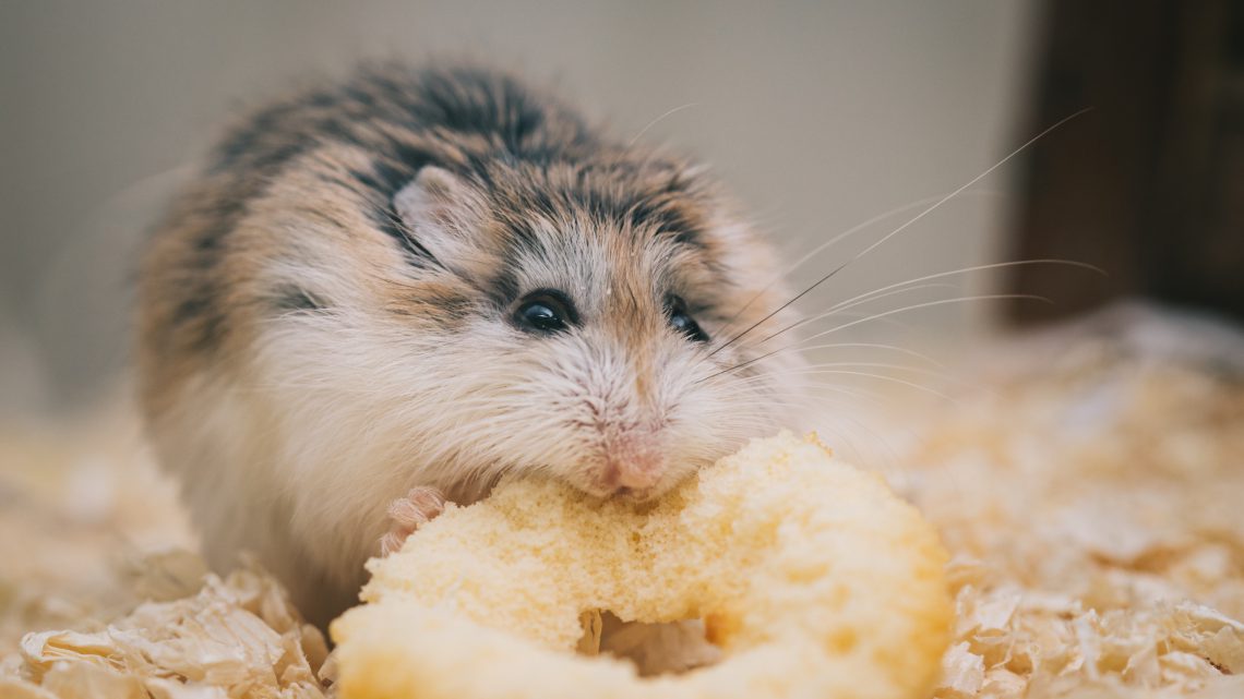 Żywienie i zdrowie chomiczaka pręgowanego Żywienie i zdrowie chomiczaka pręgowanego