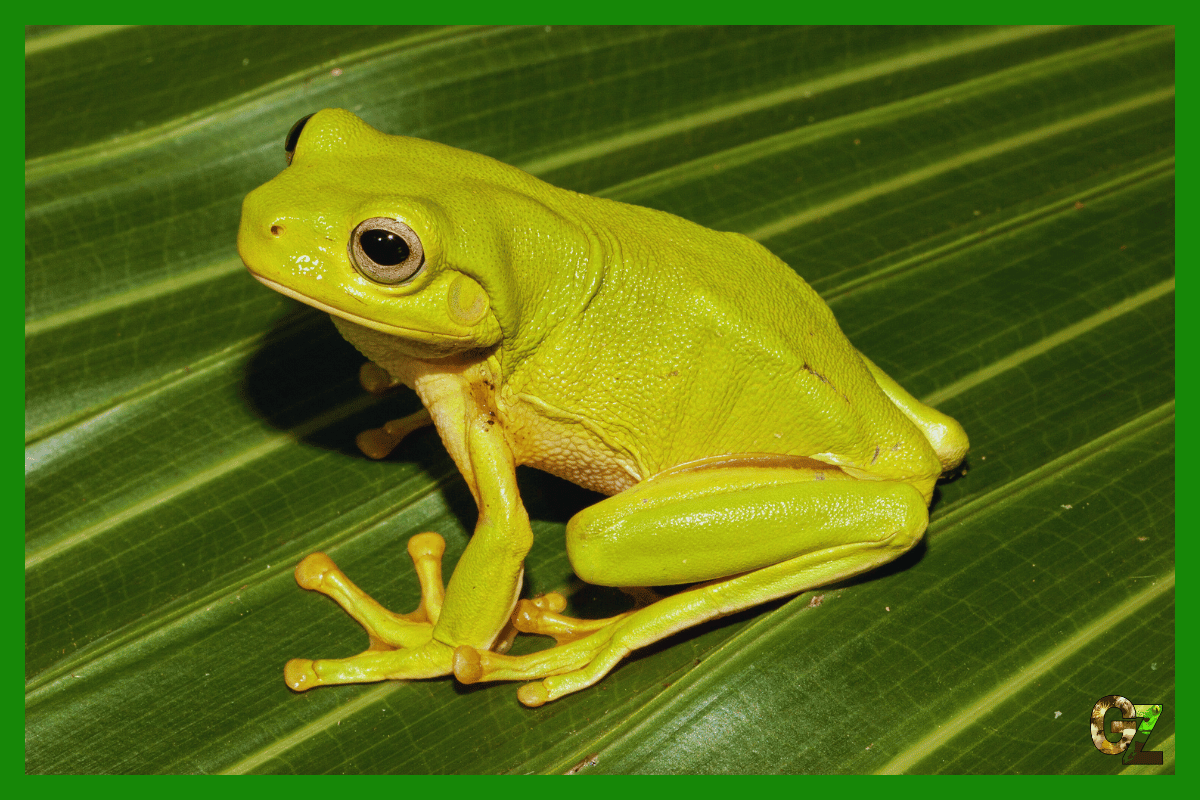 Żywienie i zdrowie płazów