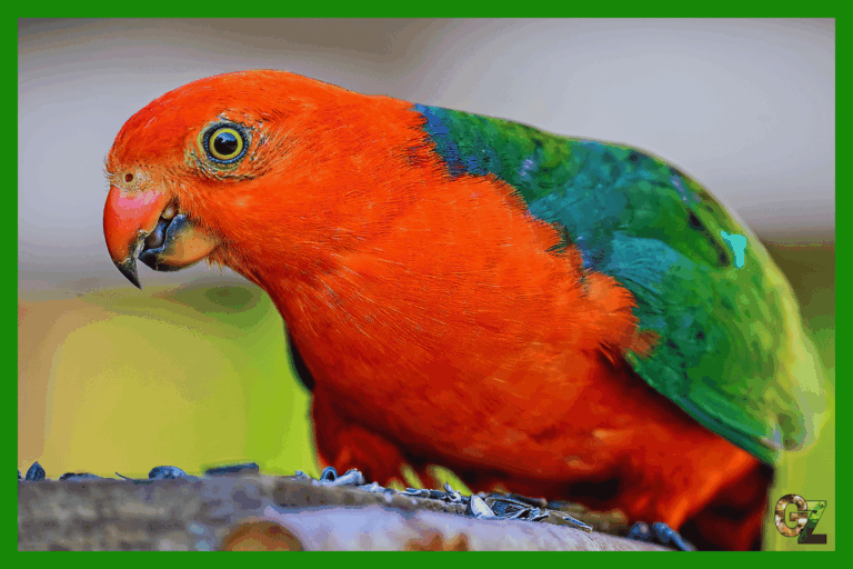 Żywienie i zdrowie szkarłatki królewskiej