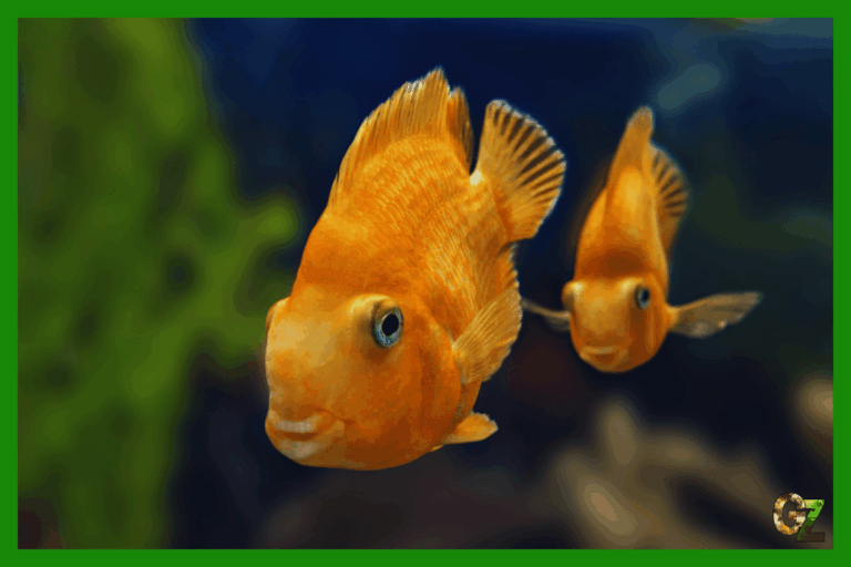 10 ciekawostek o rybach