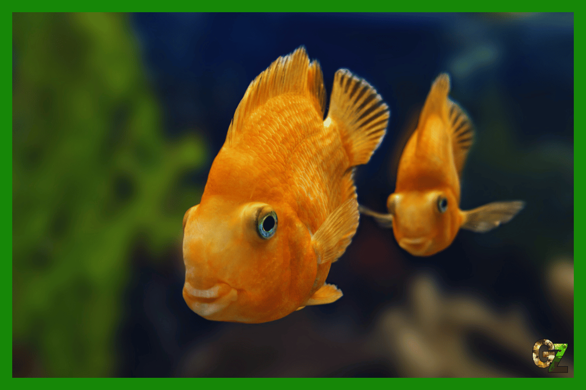 10 ciekawostek o rybach