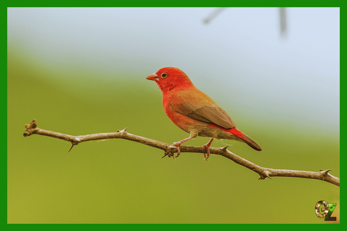 Amarantka czerwonodzioba