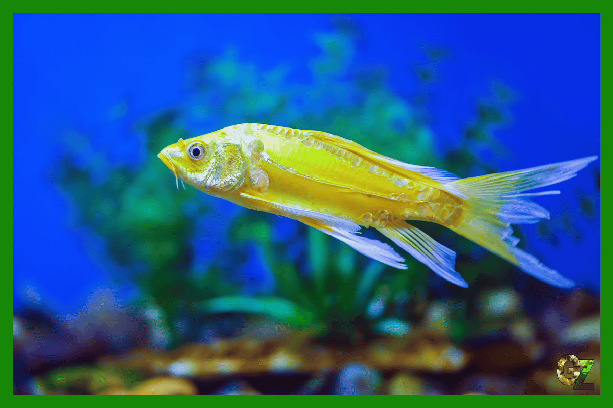 Choroby grzybicze ryb