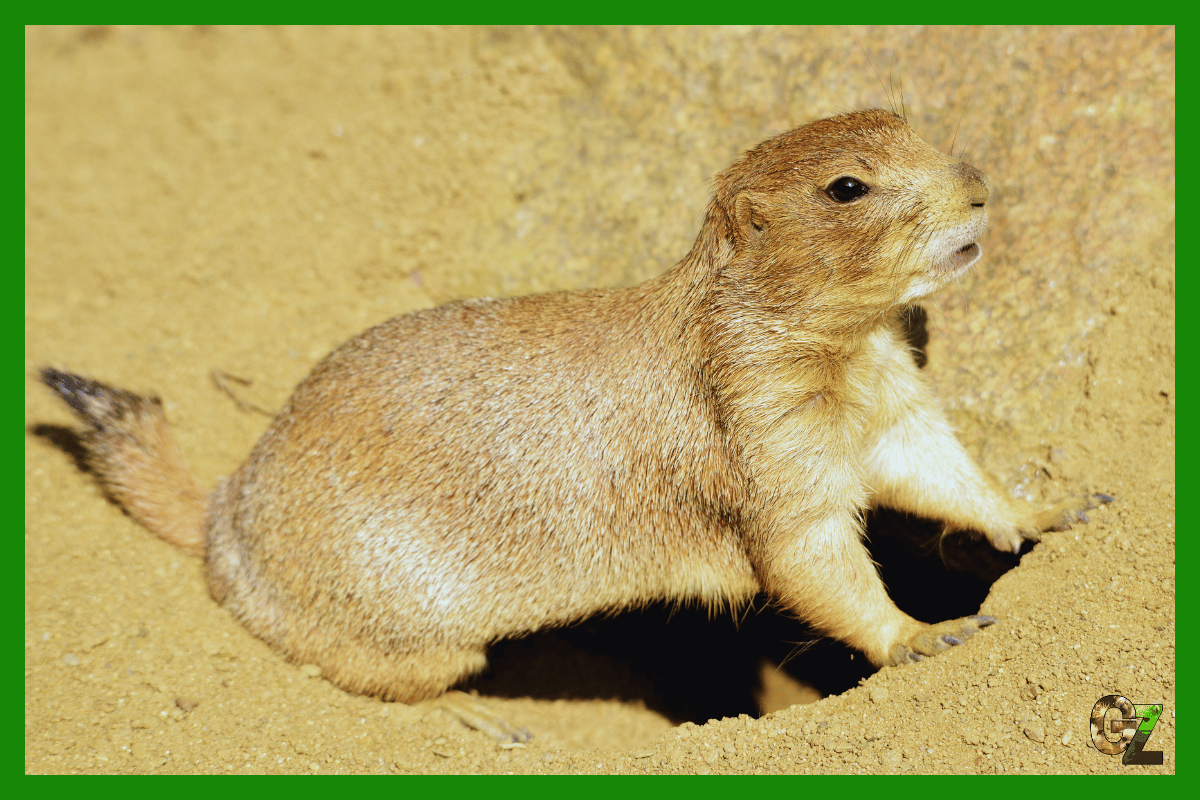 Nieświszczuk czarnoogonowy