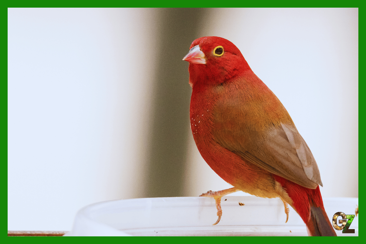 Opieka nad amarantką czerwonodziobą