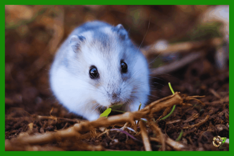 Opieka nad chomiczakiem pręgowanym