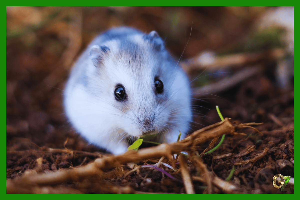 Opieka nad chomiczakiem pręgowanym