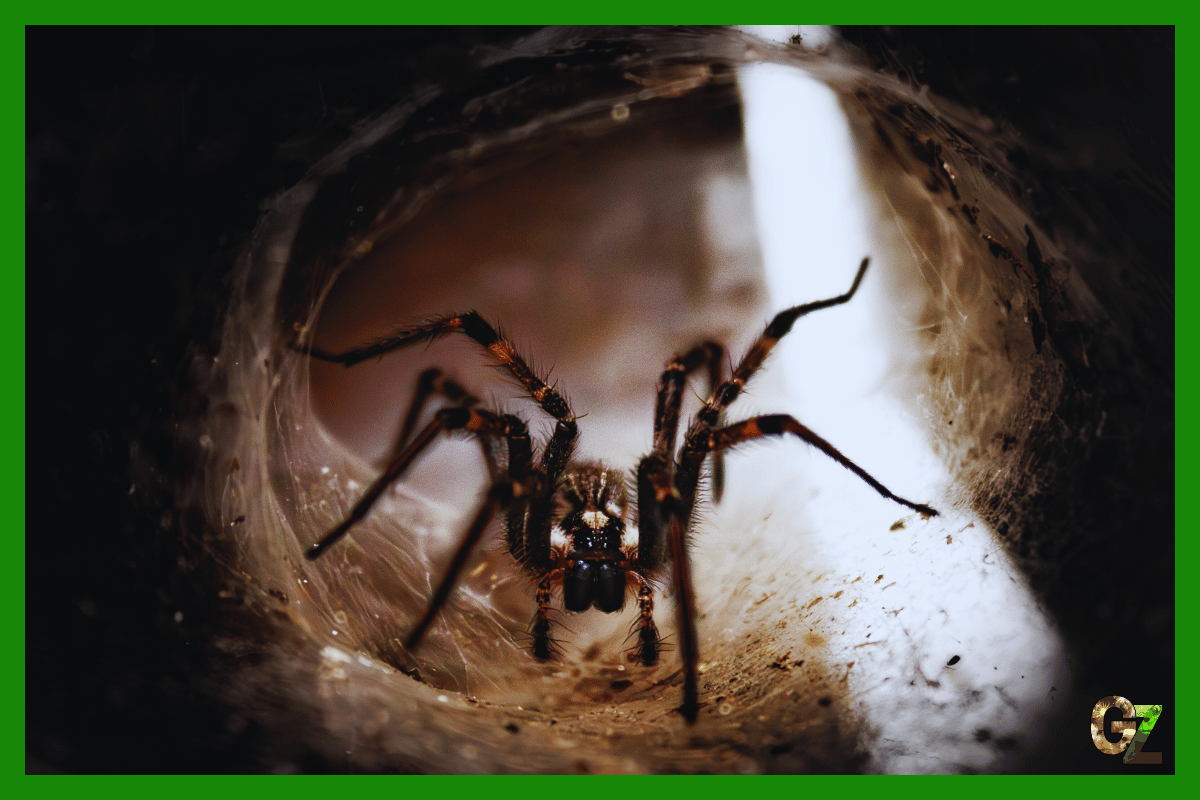 Opieka nad pajęczakami