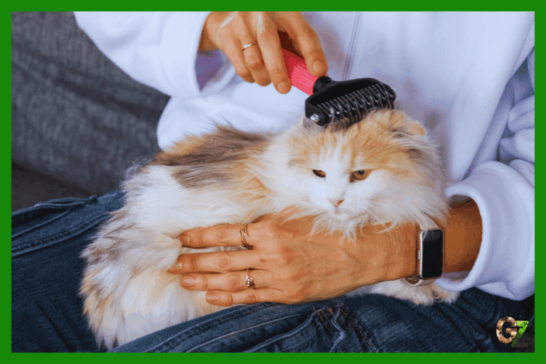 Pielęgnacja kociej sierści