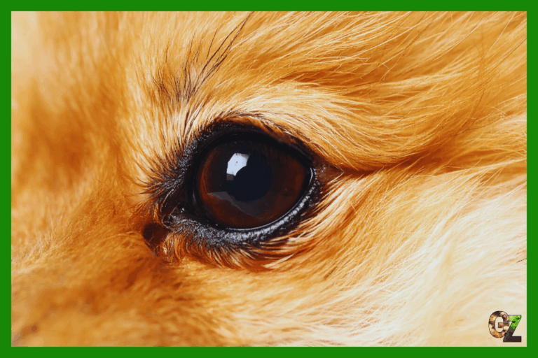Pielęgnacja psich oczu