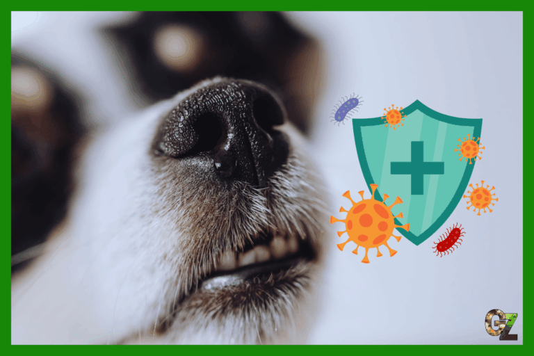 Układ odpornościowy psa
