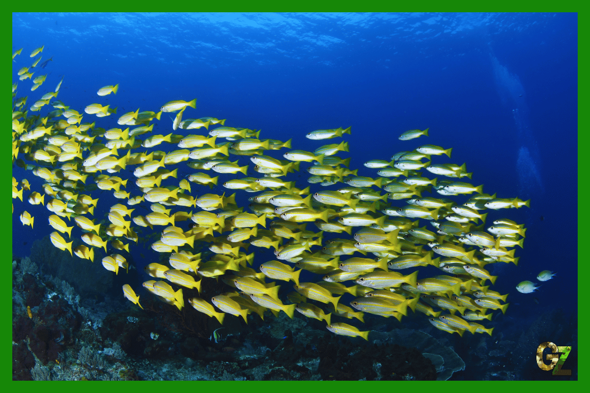 Zachowanie stadne ryb