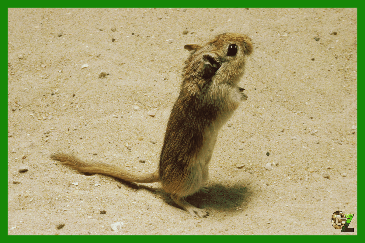 Zmysły suwaka egipskiego