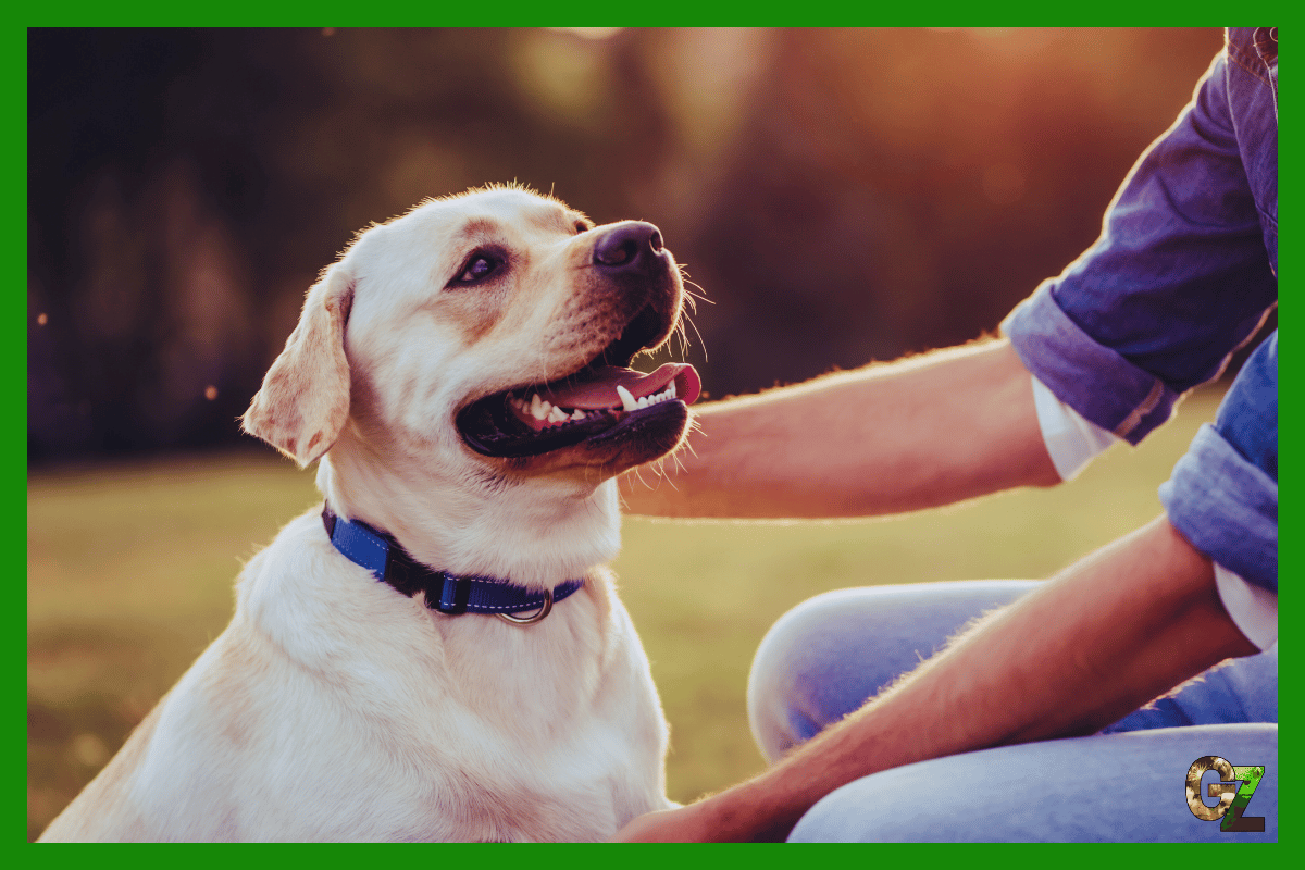 Związek Kynologiczny w Polsce